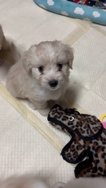 Enlarge Hershey, an adopted mixed breed in Vacaville, CA video 4/4