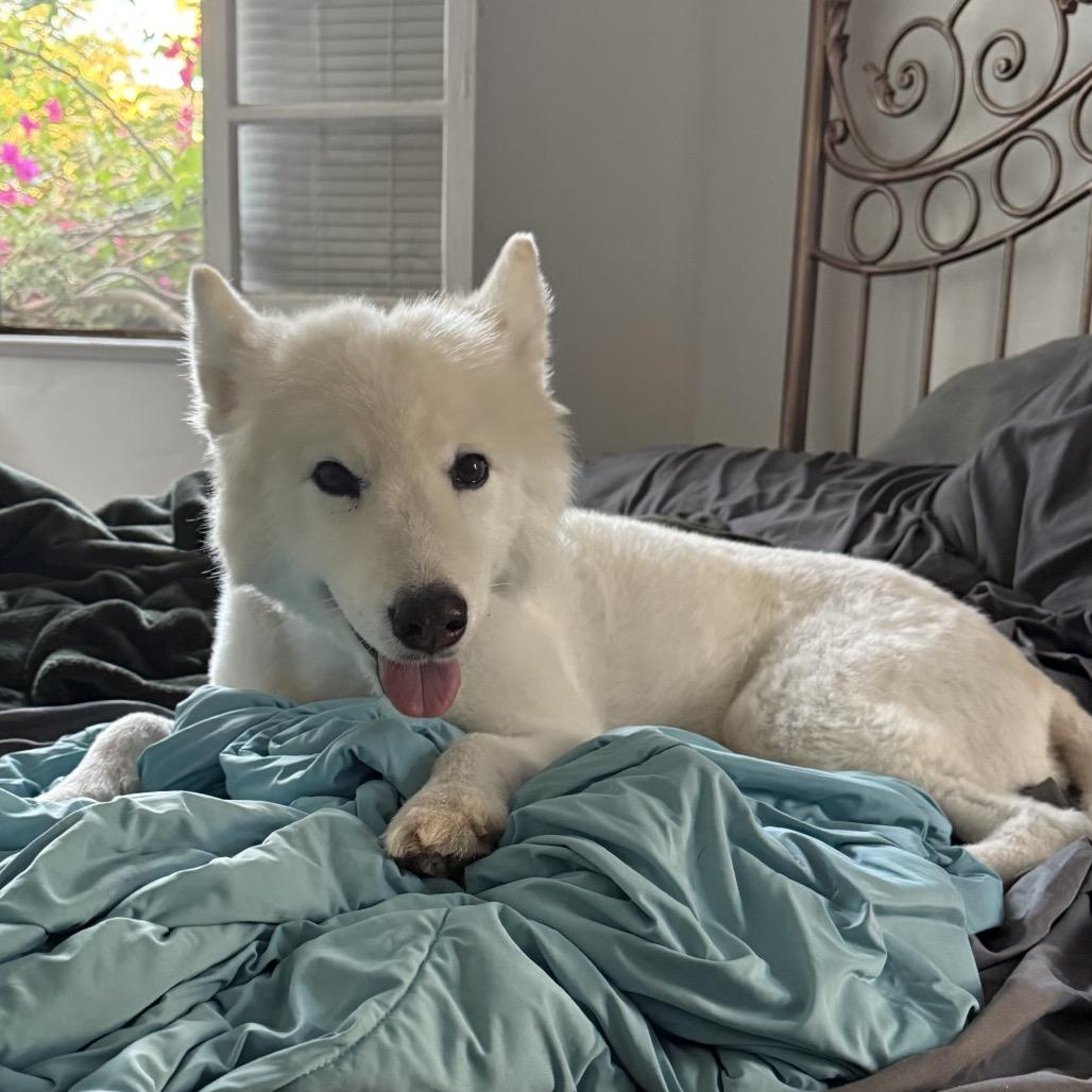 Sadie, Adoptable, Adult Female Samoyed.