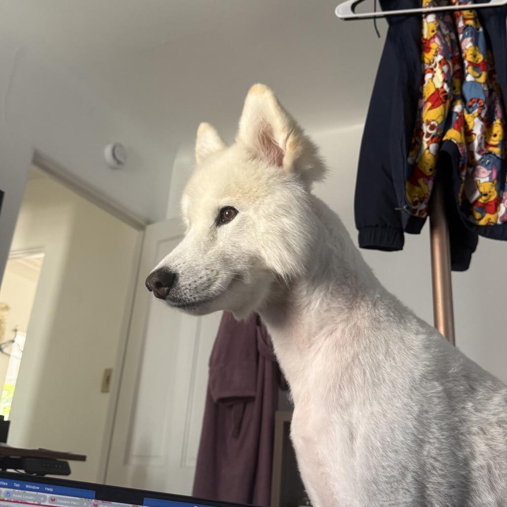 Enlarge Sadie, a Adoptable Samoyed in Los Angeles, CA image 2/6