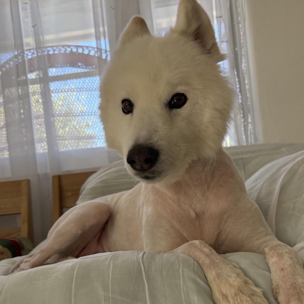 Enlarge Sadie, a Adoptable Samoyed in Los Angeles, CA image 3/6