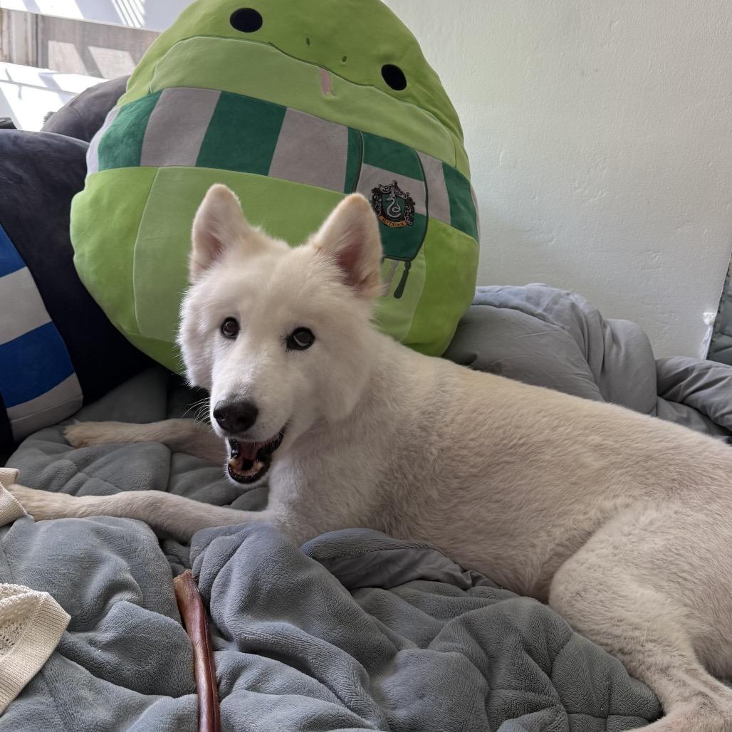 Enlarge Sadie, a Adoptable Samoyed in Los Angeles, CA image 4/6
