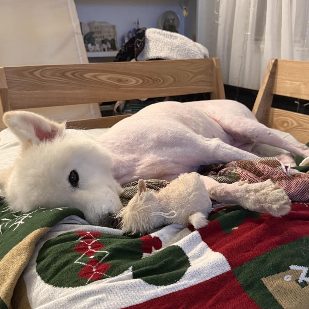 Enlarge Sadie, a Adoptable Samoyed in Los Angeles, CA image 5/6