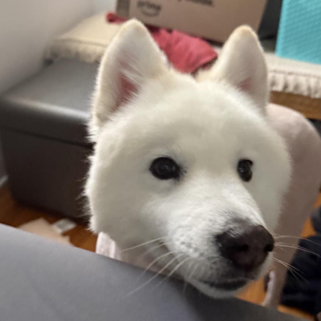 Enlarge Sadie, a Adoptable Samoyed in Los Angeles, CA image 6/6