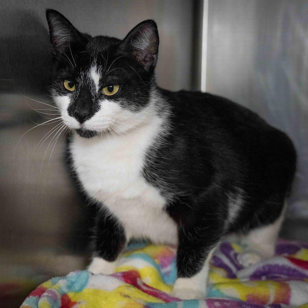 Kit Kat, Adoptable, Young Female Domestic Short Hair.