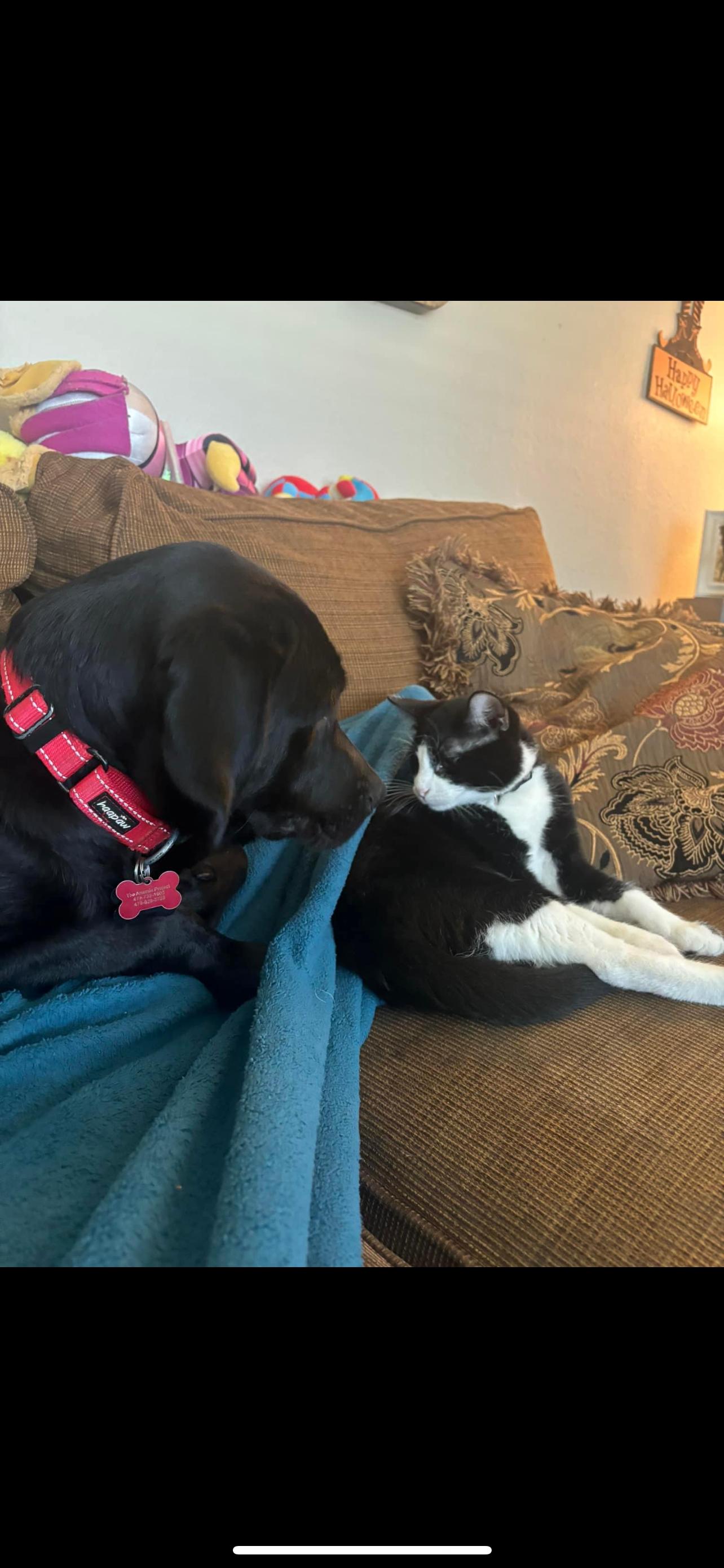 Dog for adoption Tobey (Adoption event Saturday from 13 pm at Pet