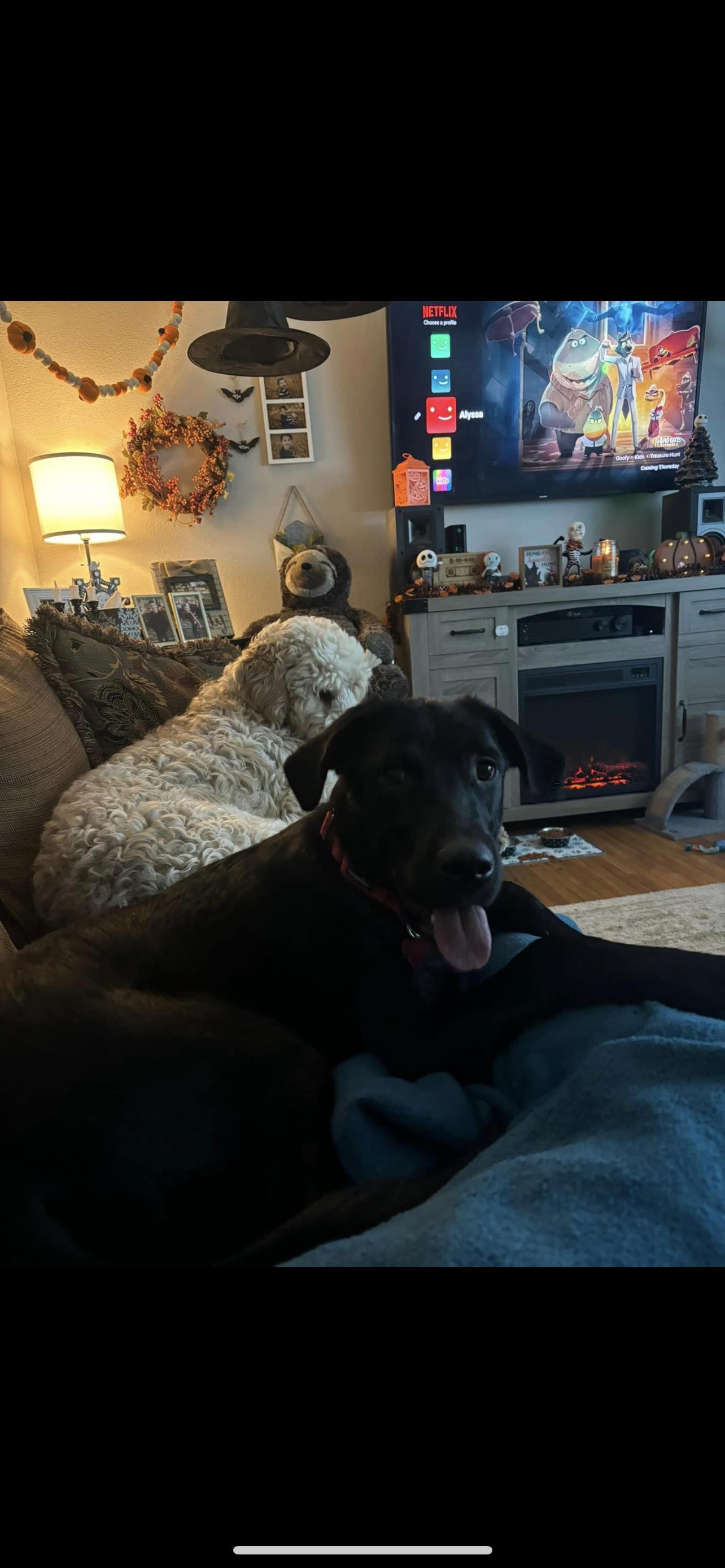 Dog for adoption Tobey (Adoption event Saturday from 13 pm at Pet