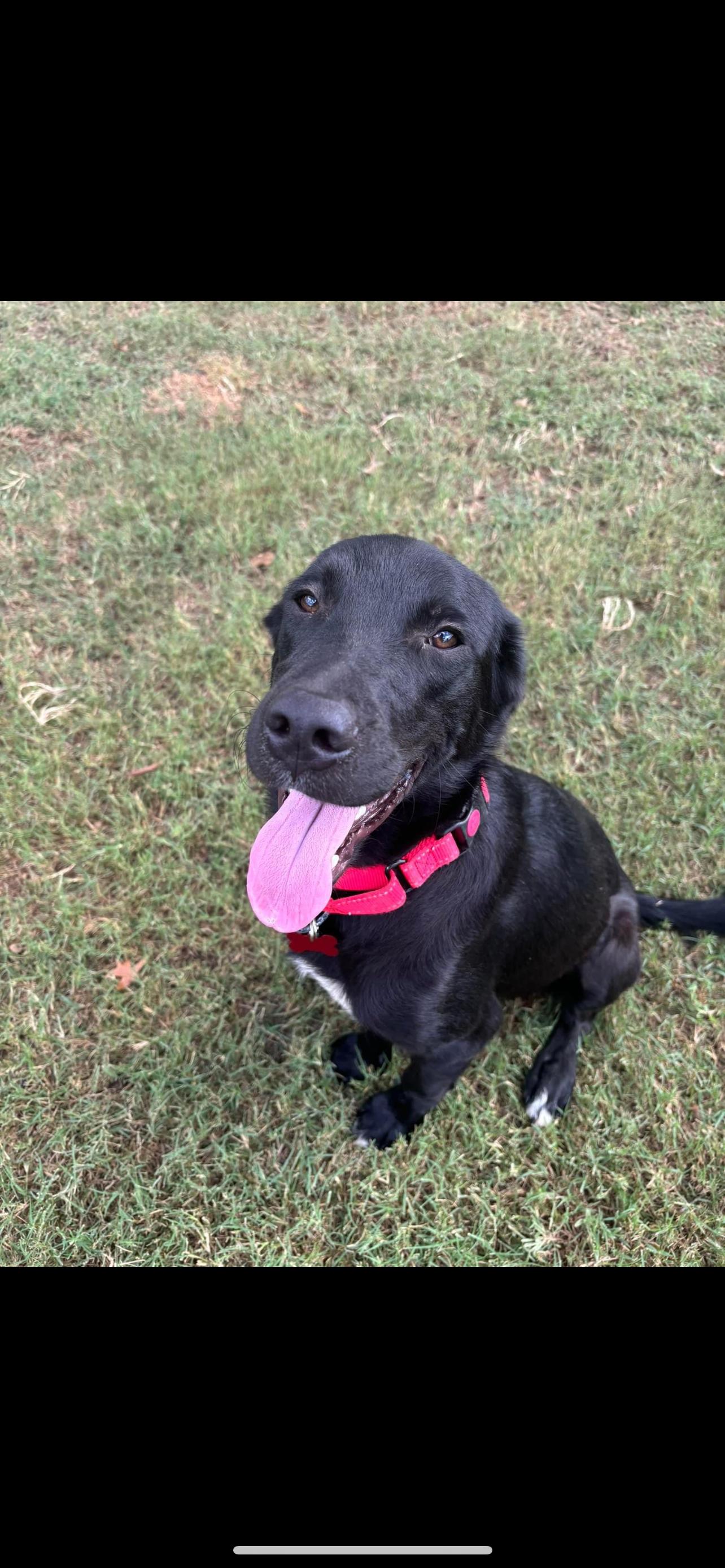 Dog for adoption Tobey (Adoption event Saturday from 13 pm at Pet