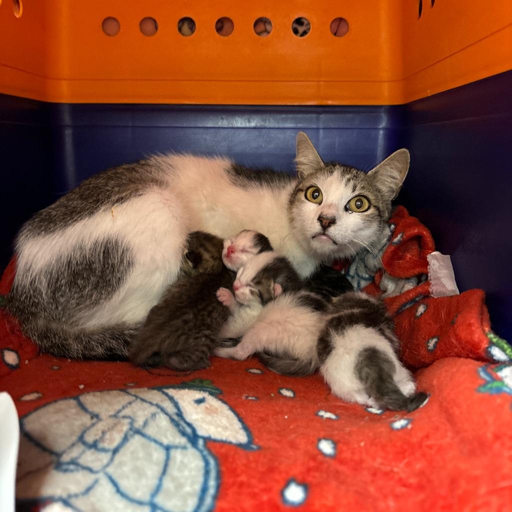 Cleo, Adoptable, Adult Female Domestic Short Hair.