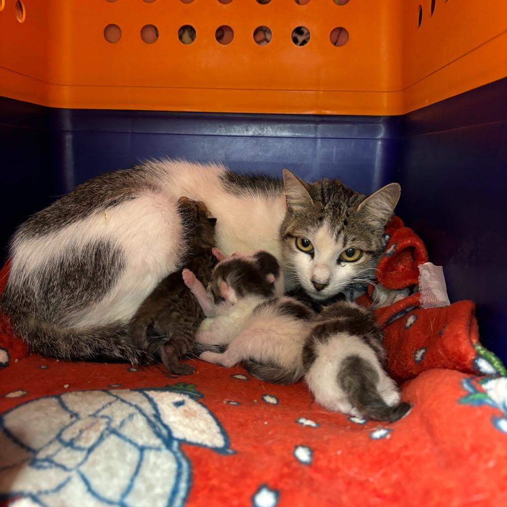 Enlarge Cleo, a Adoptable mixed breed in Los Angeles, CA image 2/6