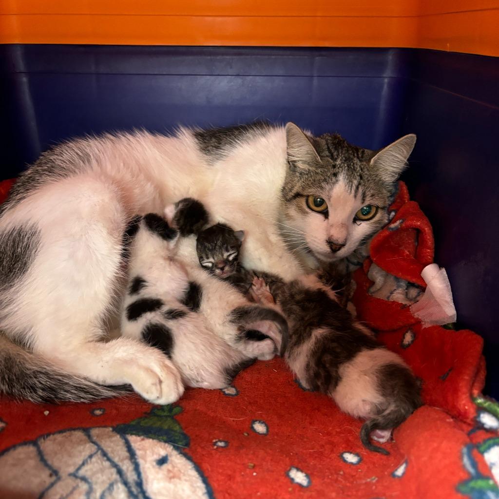 Enlarge Cleo, a Adoptable mixed breed in Los Angeles, CA image 4/6