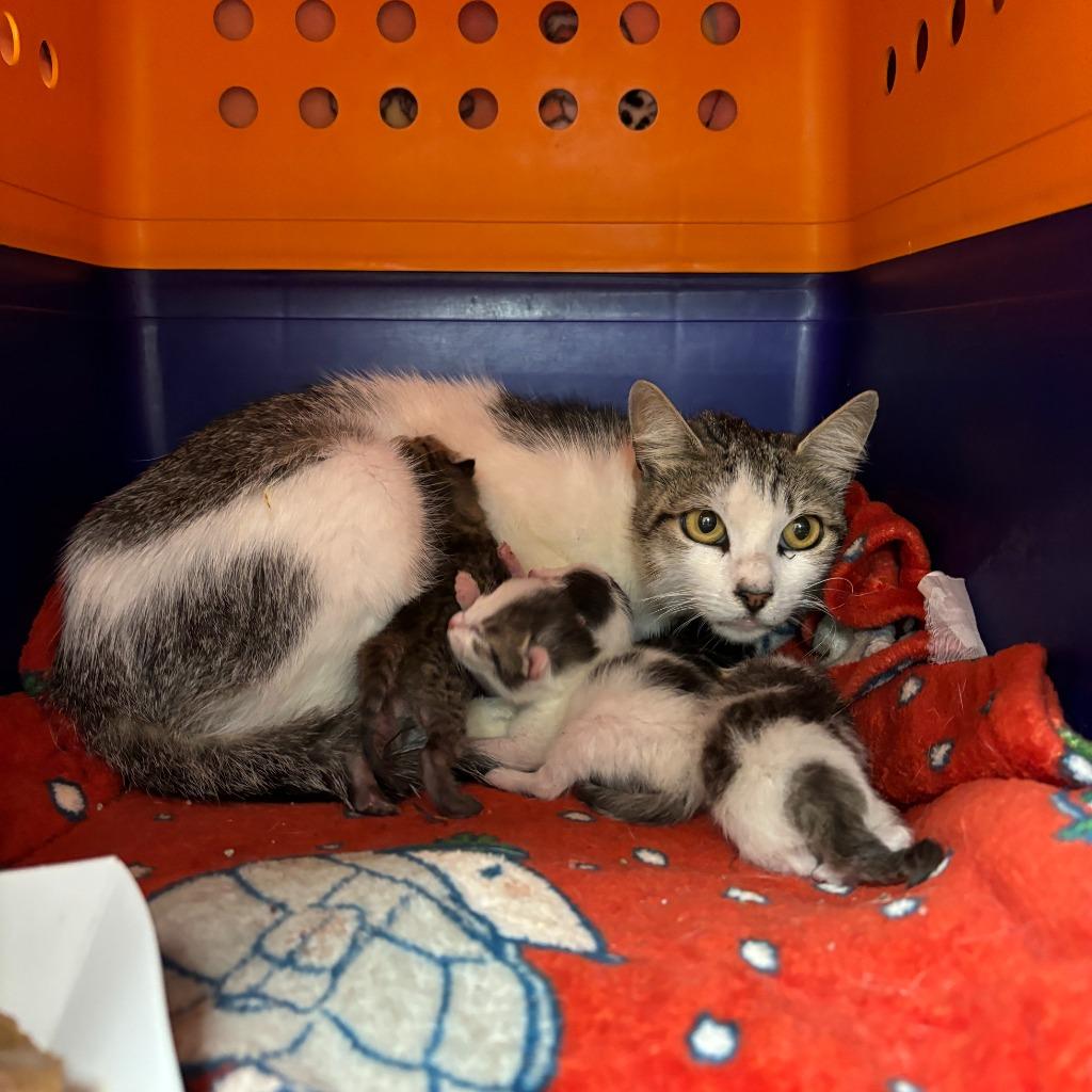 Enlarge Cleo, a Adoptable mixed breed in Los Angeles, CA image 5/6