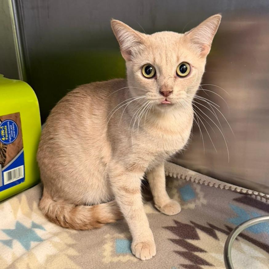 Ferb, a Adoptable Domestic Short Hair in Emporia, KS image 1/3