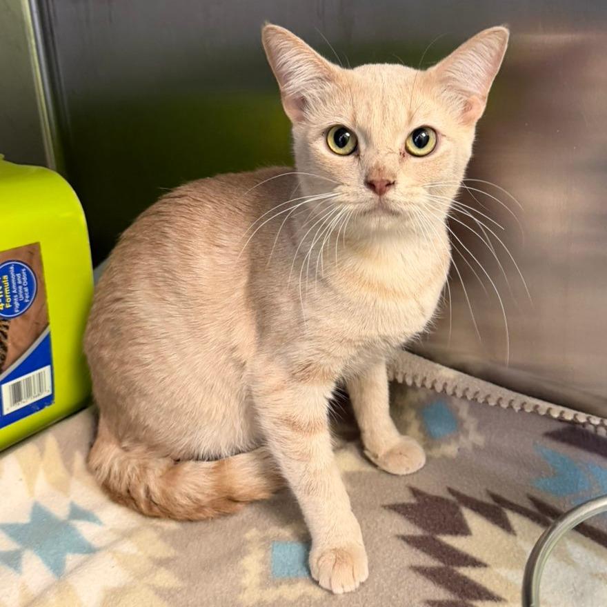 Ferb, a Adoptable Domestic Short Hair in Emporia, KS image 2/3