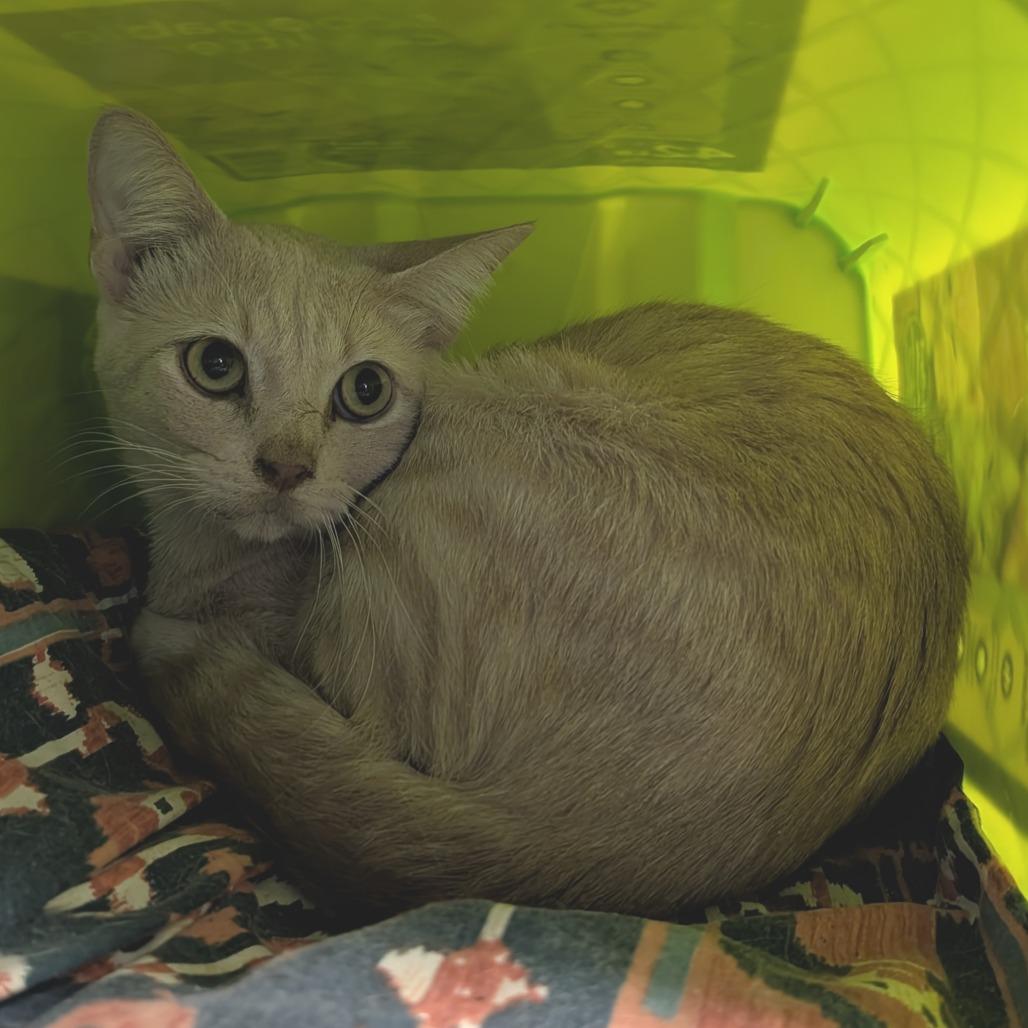 Enlarge Ferb, a Adoptable Domestic Short Hair in Emporia, KS image 1/1