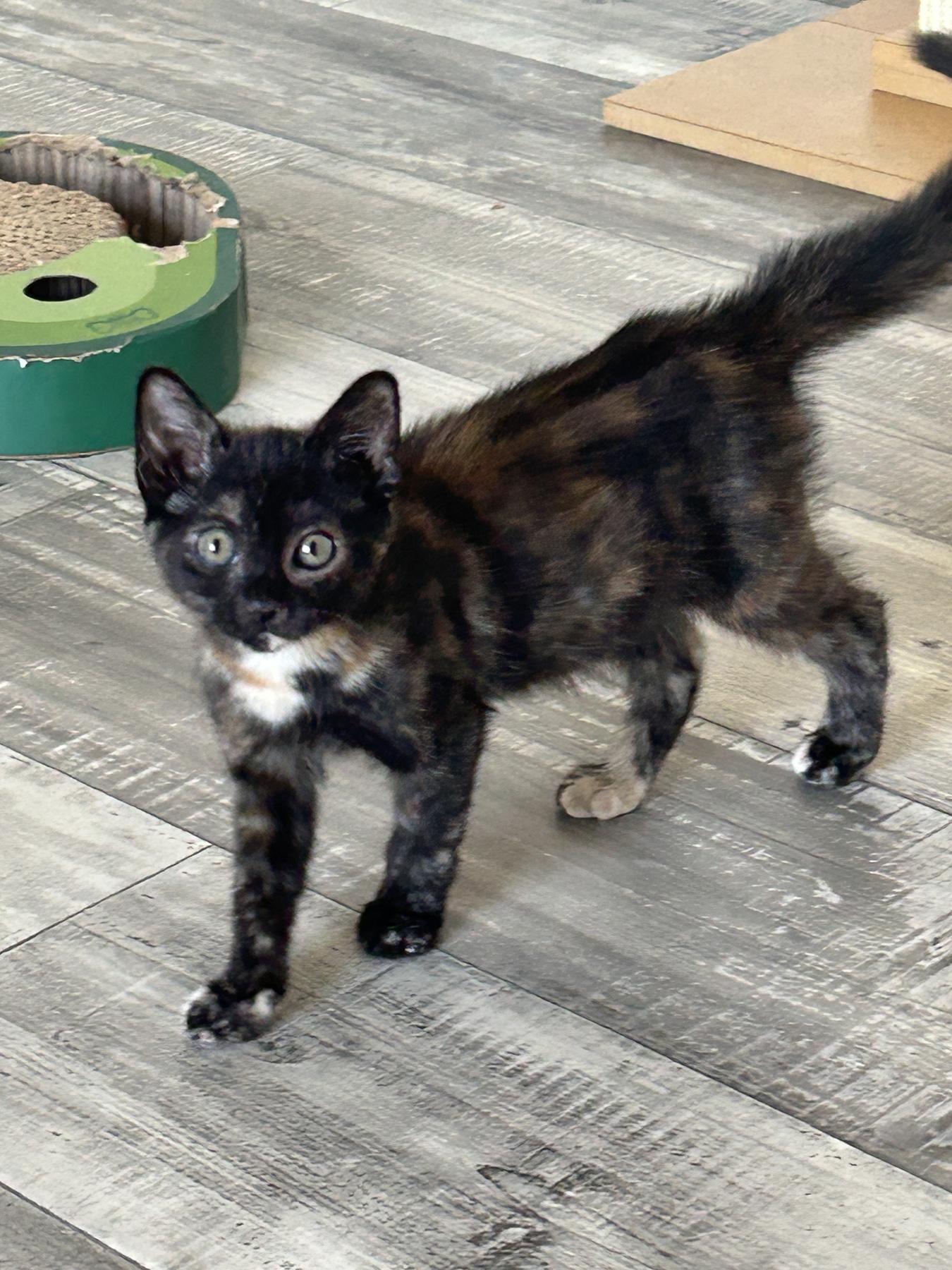 Velma, an adopted Tortoiseshell in Marble Falls, TX image 5/6