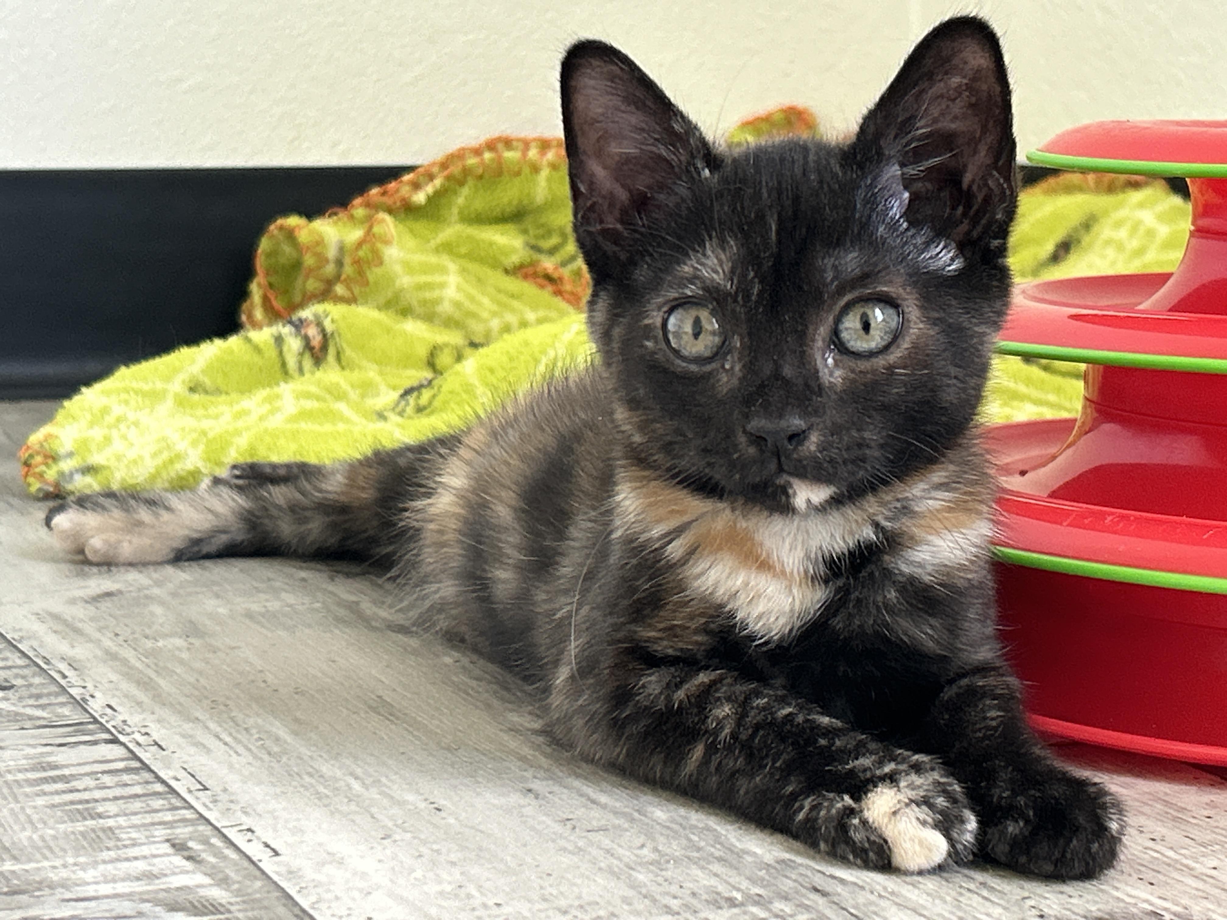 Velma, an adopted Tortoiseshell in Marble Falls, TX image 2/6