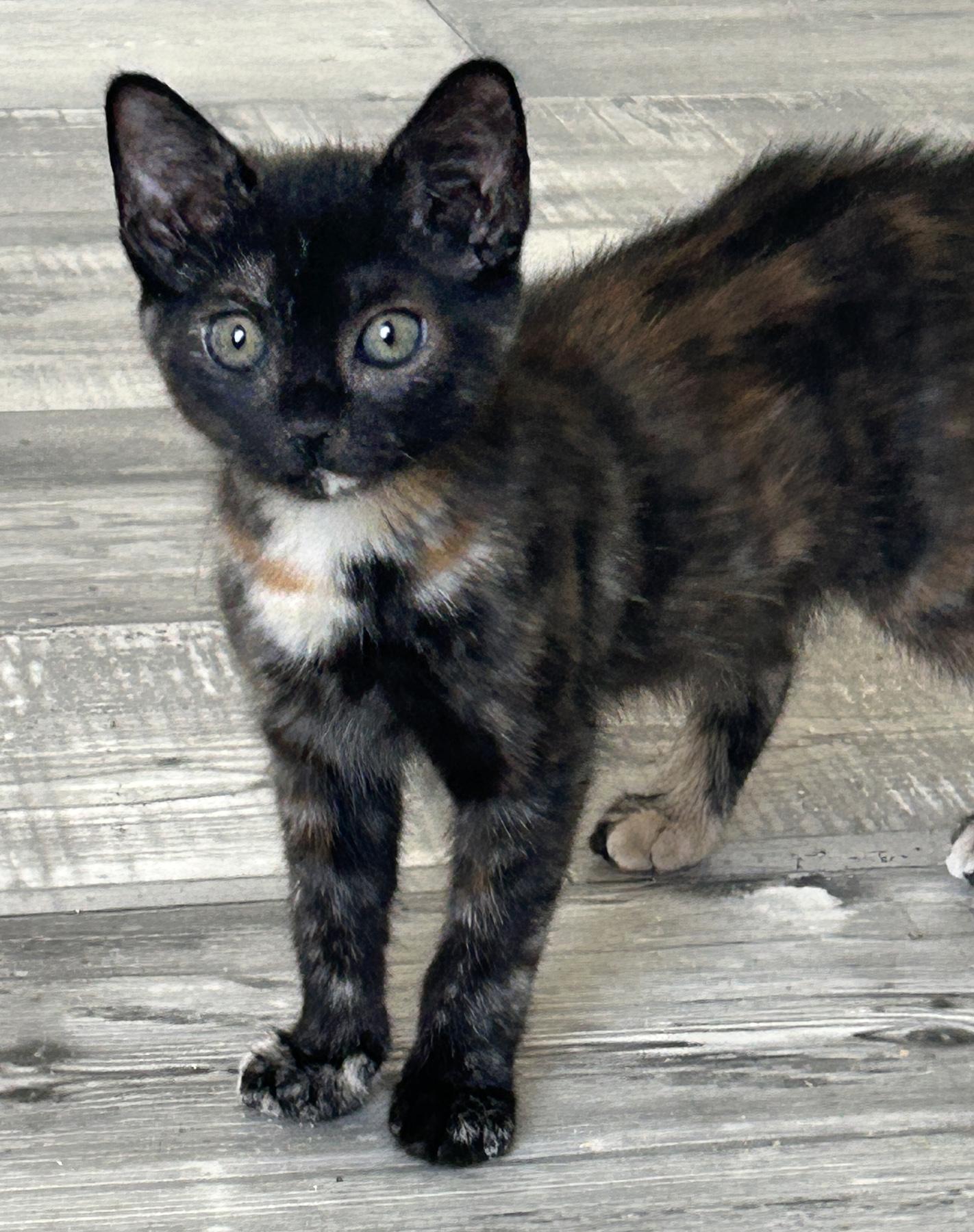 Velma, an adopted Tortoiseshell in Marble Falls, TX image 3/6