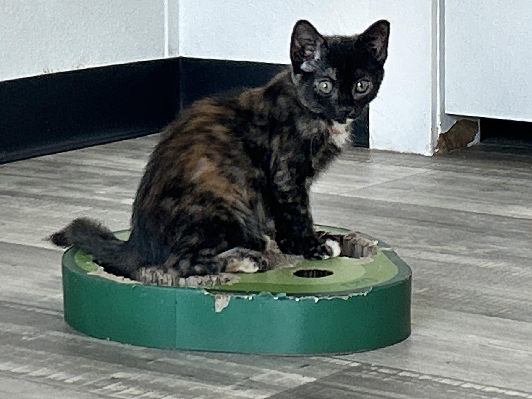 Velma, an adopted Tortoiseshell in Marble Falls, TX image 4/6