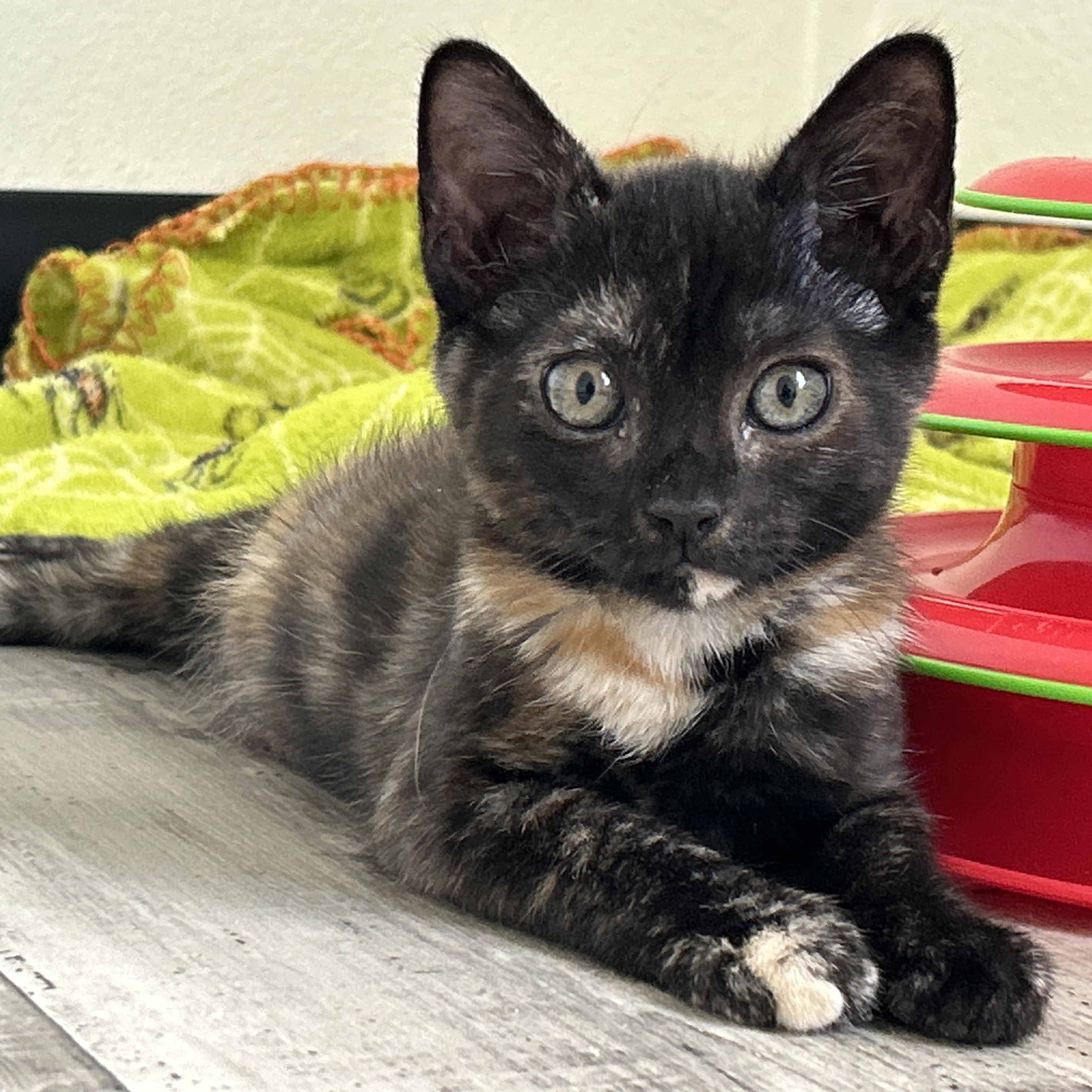 Velma, an adopted Tortoiseshell in Marble Falls, TX image 1/6