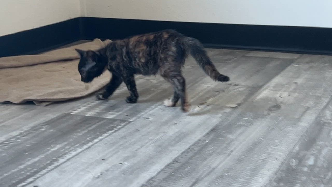 Enlarge Velma, an adopted Tortoiseshell in Marble Falls, TX video 6/6