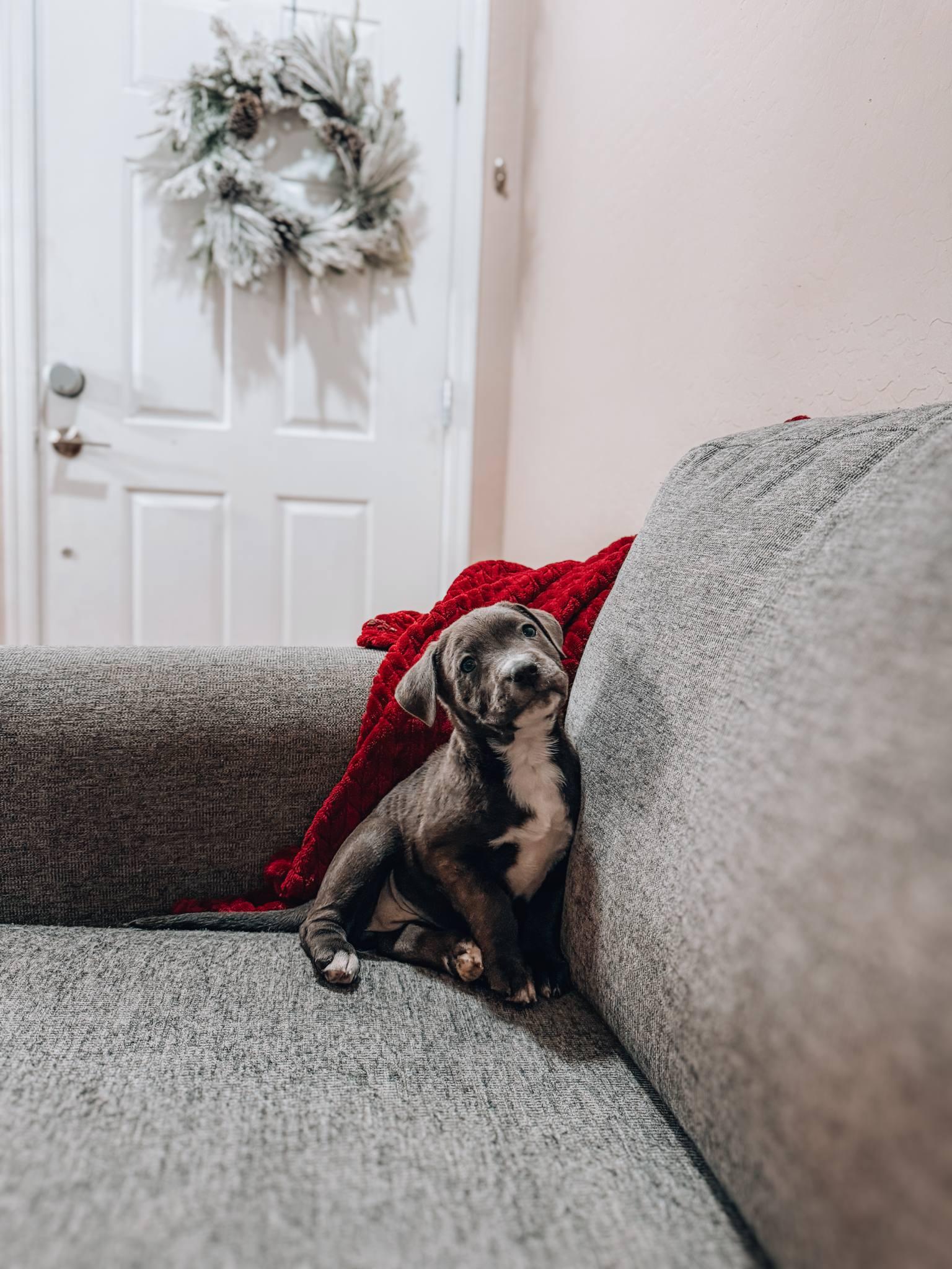 Jill, ADOPTABLE, Puppy Female Weimaraner.