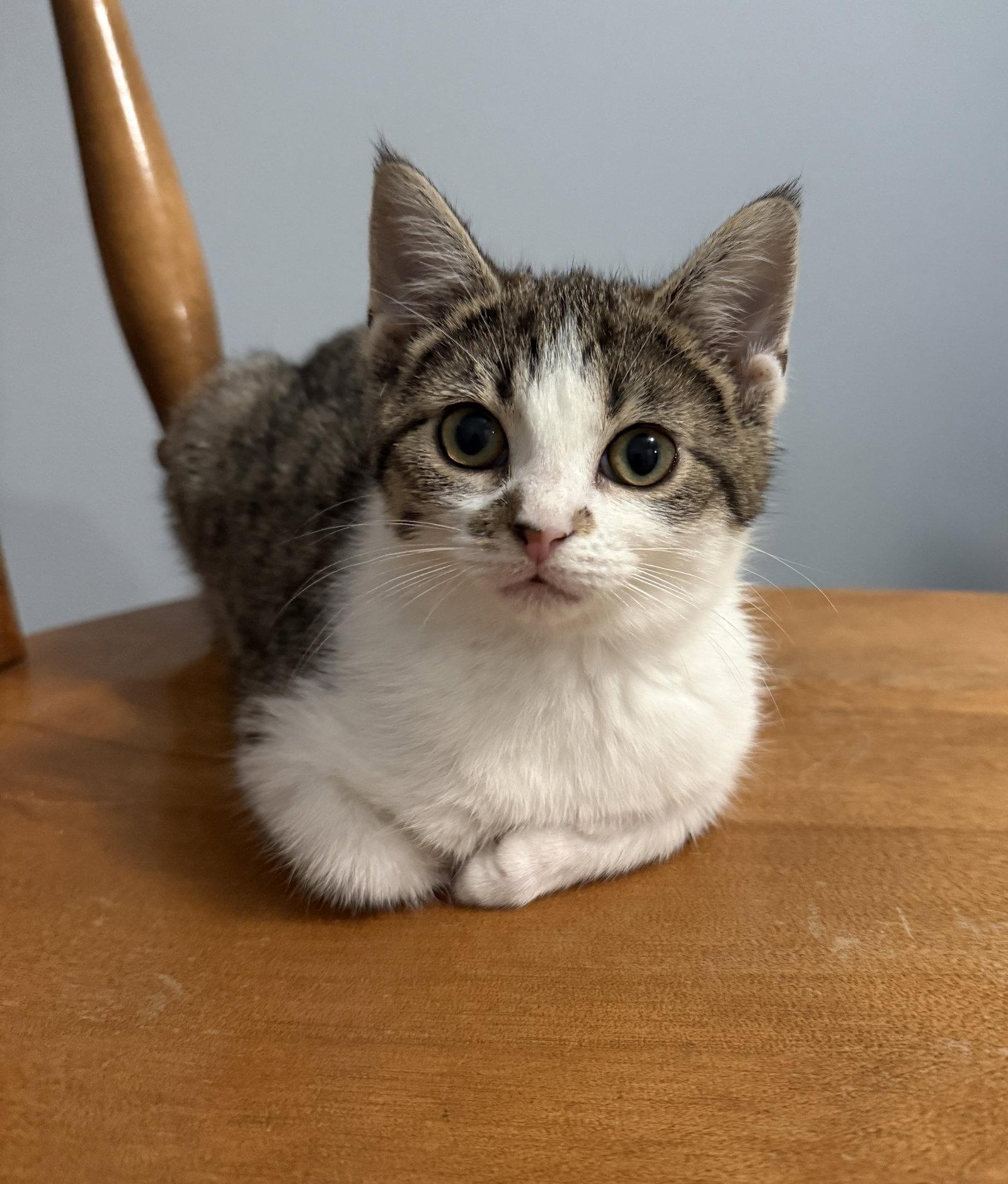 Nova, Adoptable, Kitten Female Tabby & Domestic Short Hair.