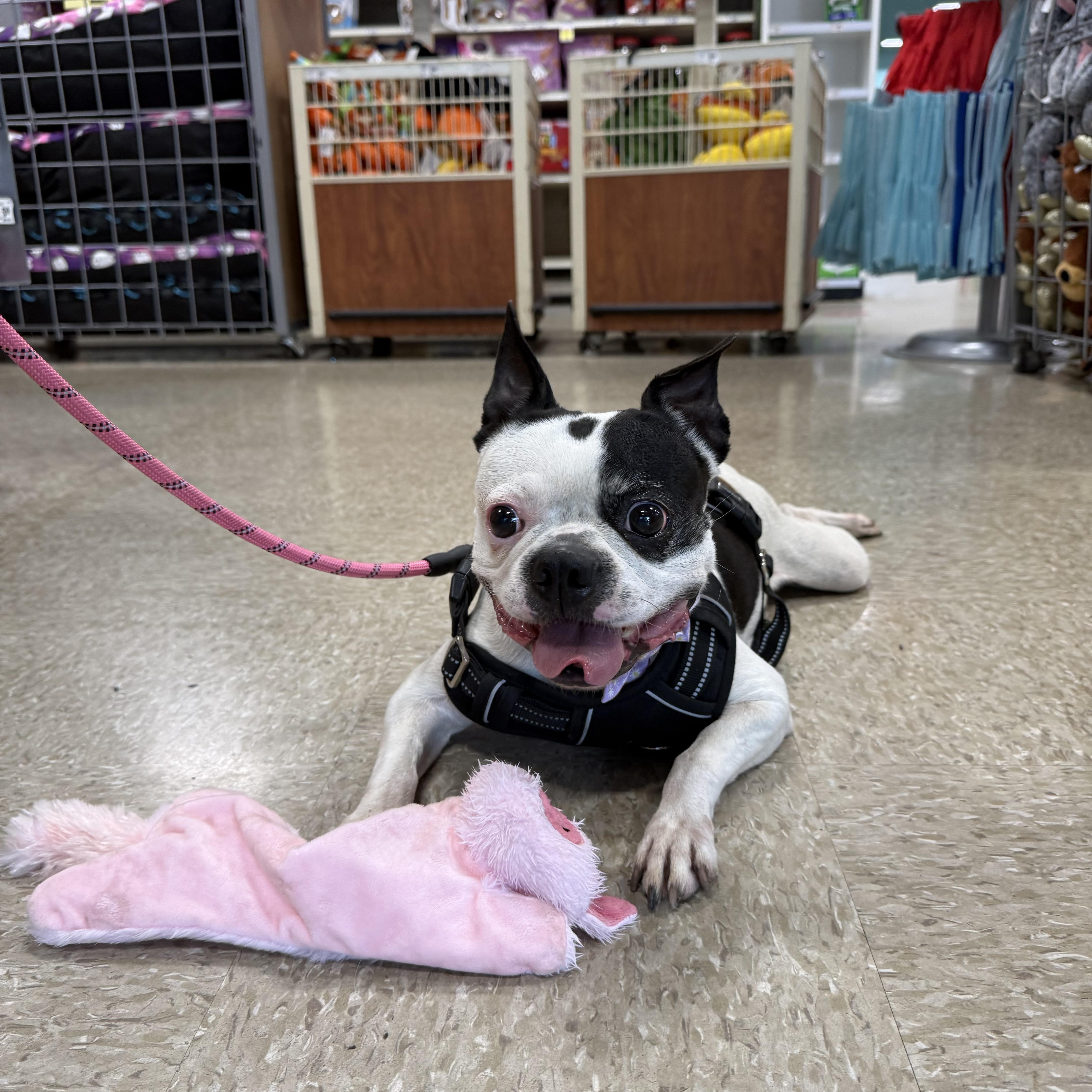 Penny, Adoptable, Senior Female Boston Terrier & Mixed Breed.