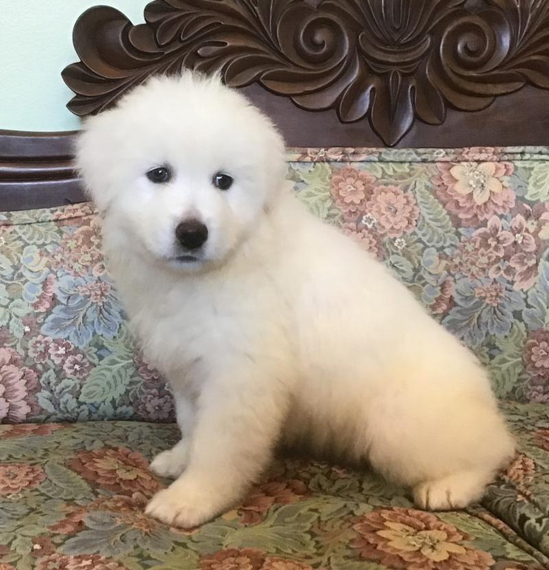 Zara, Adoptable, Puppy Female Maremma Sheepdog & Akbash.