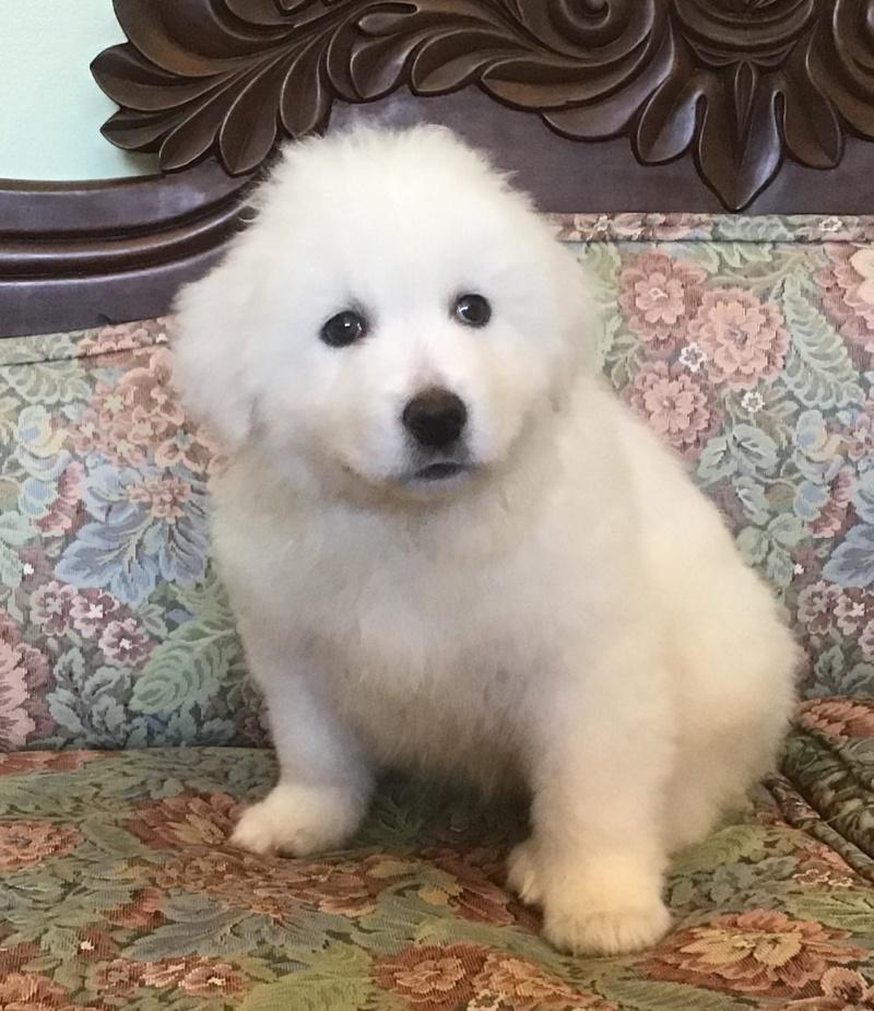 Zara, a Adoptable mixed breed in Bancroft, ON image 2/4