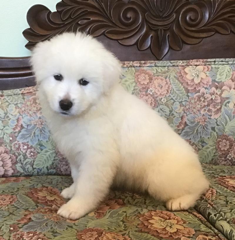 Zara, a Adoptable mixed breed in Bancroft, ON image 3/4