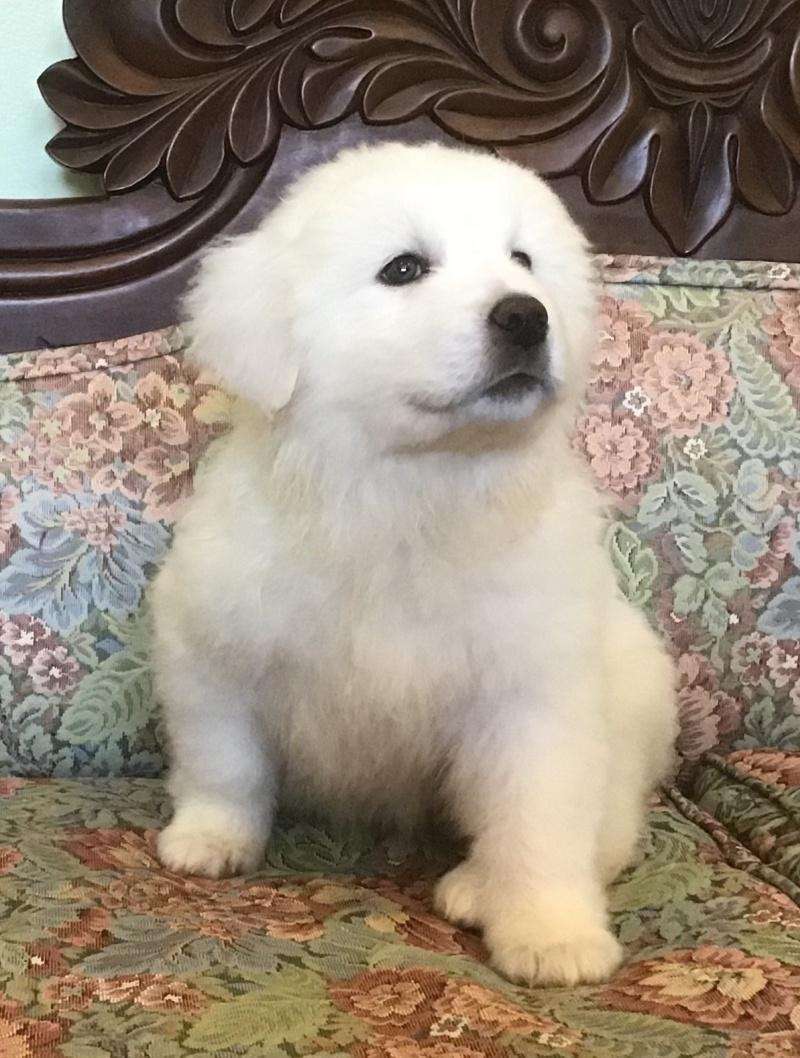 Zara, a Adoptable mixed breed in Bancroft, ON image 4/4