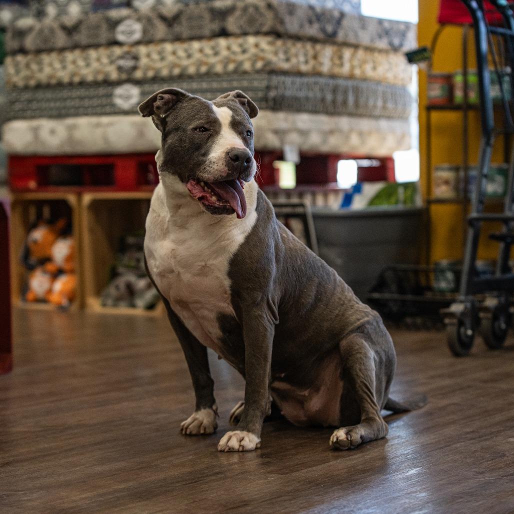 Laurel, Adoptable, Senior Female American Staffordshire Terrier & Pit Bull Terrier.