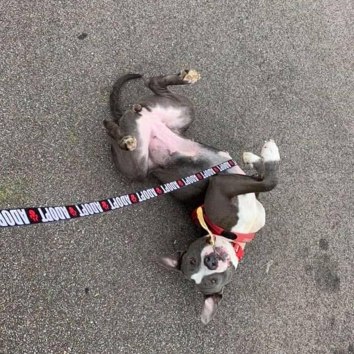 Laurel, Adoptable, Senior Female American Staffordshire Terrier & Pit Bull Terrier.