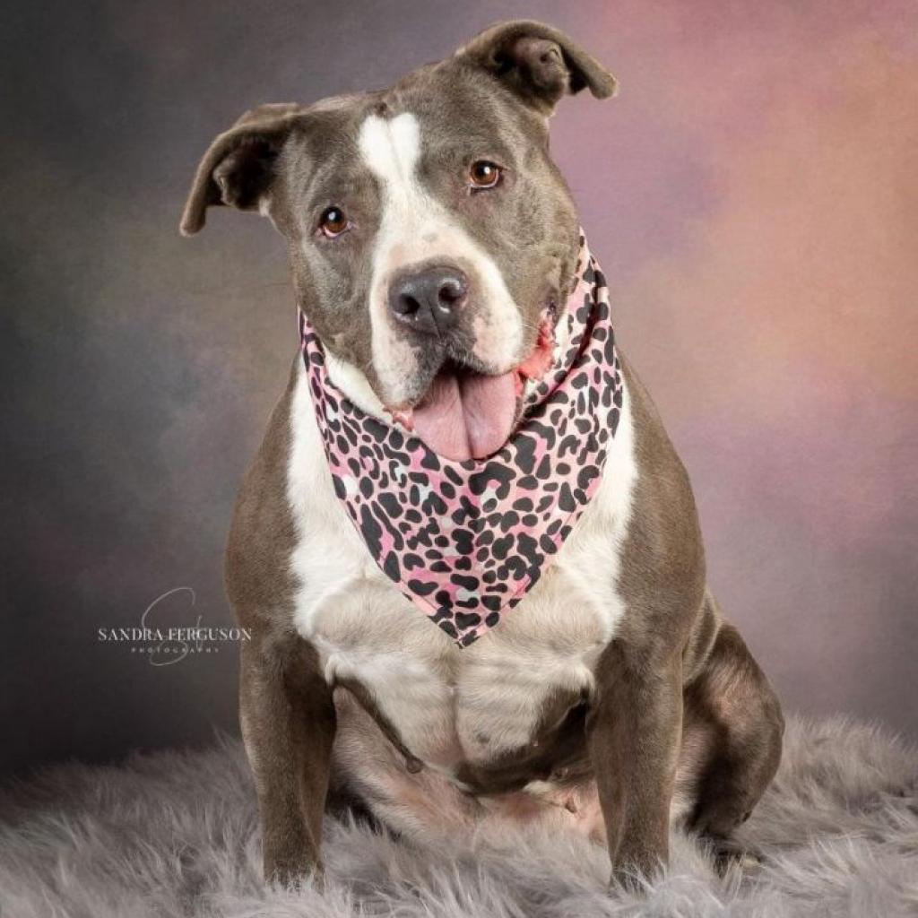 Enlarge Laurel, a Adoptable mixed breed in Bartlett, TN image 2/6