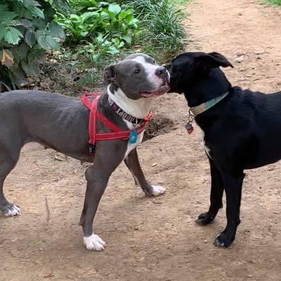 Enlarge Laurel, a Adoptable mixed breed in Bartlett, TN image 3/6