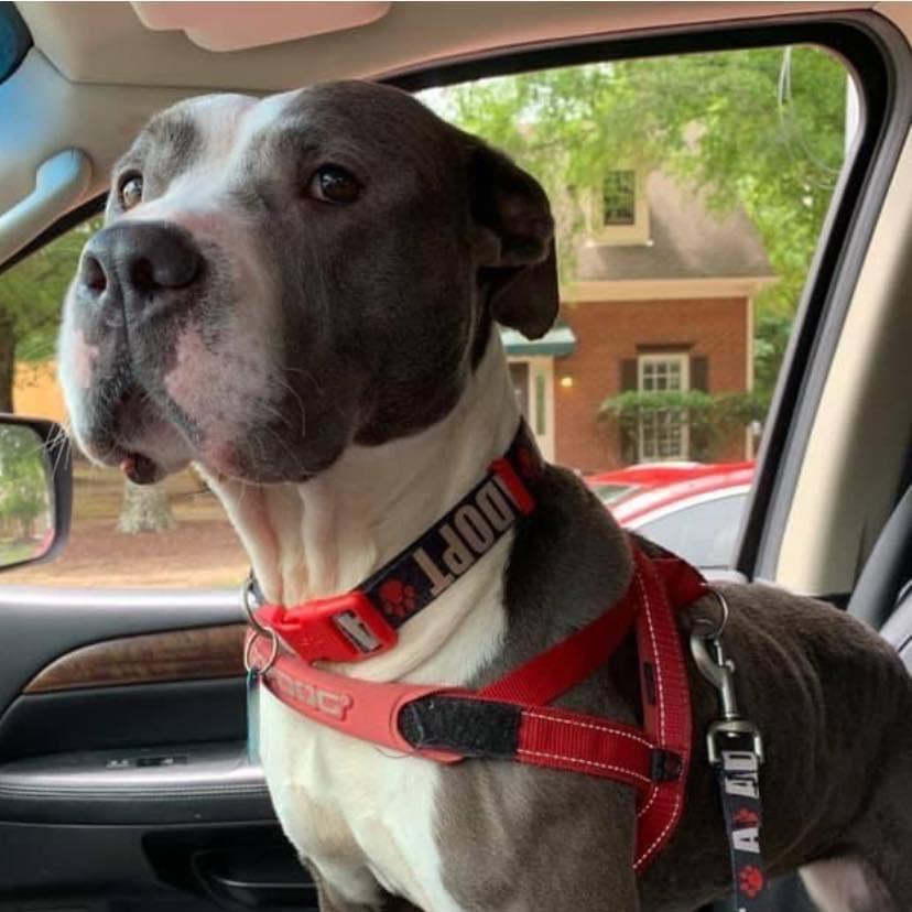 Enlarge Laurel, a Adoptable mixed breed in Bartlett, TN image 5/6