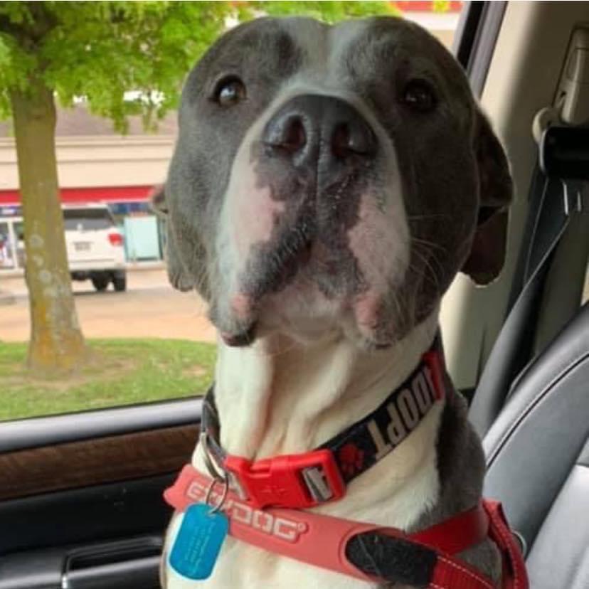 Enlarge Laurel, a Adoptable mixed breed in Bartlett, TN image 6/6