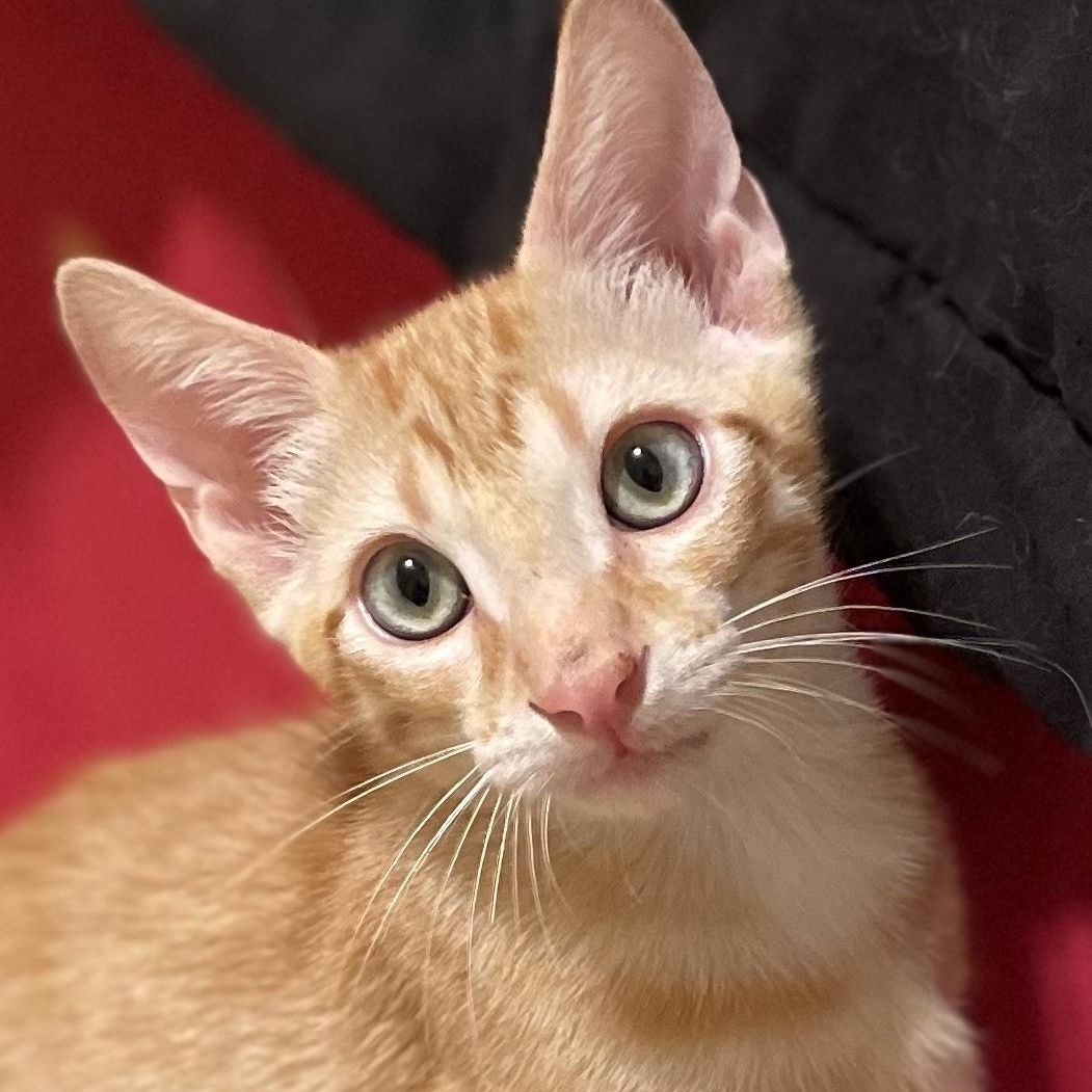 Tang, adoptable, Kitten Male Domestic Short Hair.