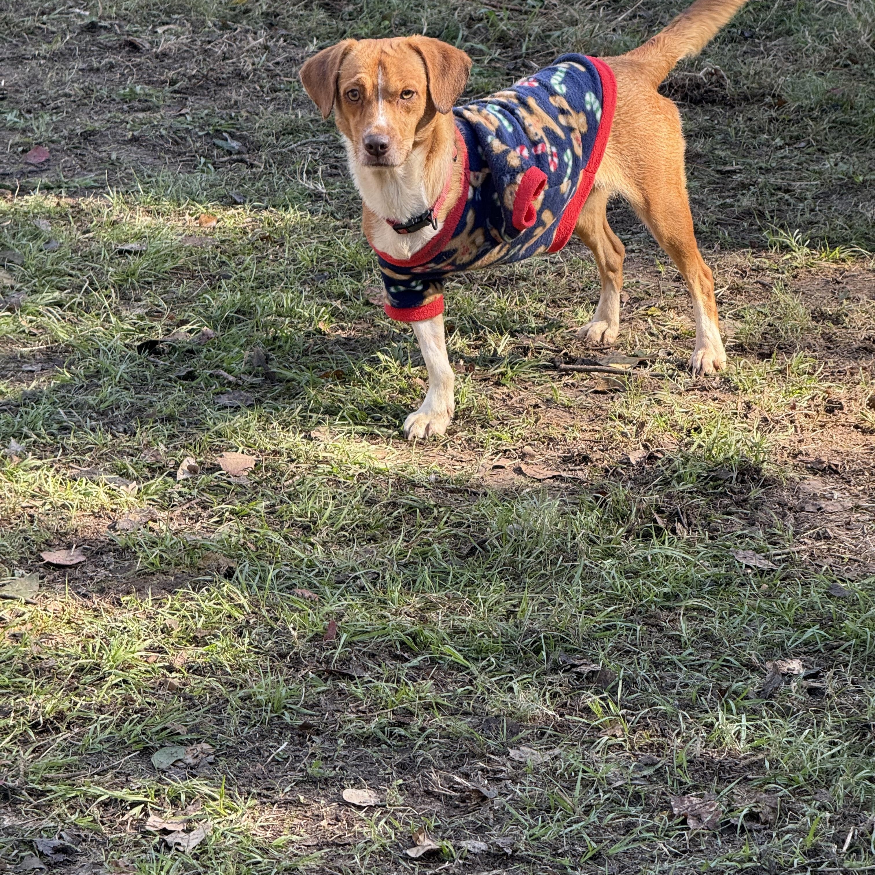 Babygirl, Adoptable, Young Female Beagle.