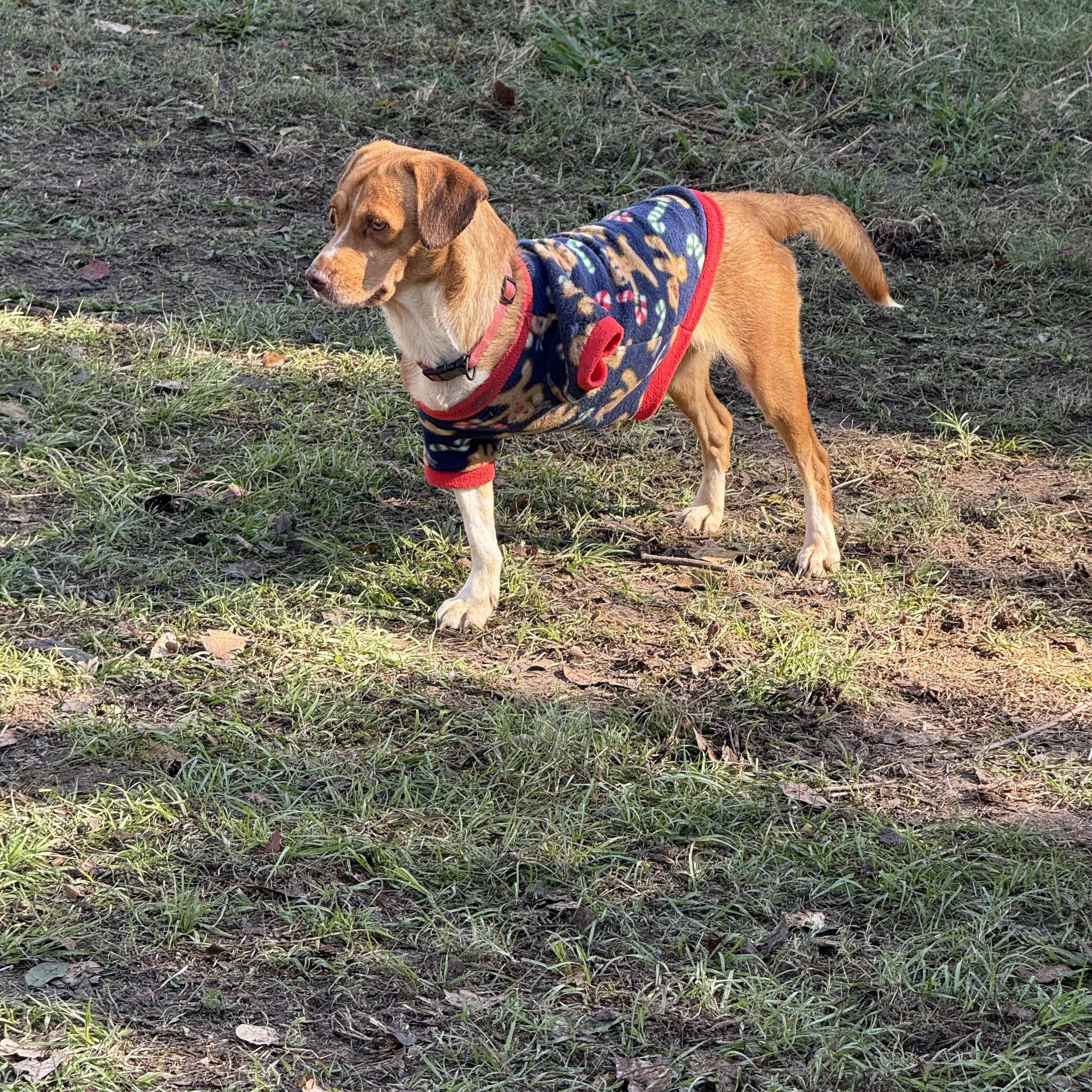Babygirl, a Adoptable mixed breed in Spring, TX image 2/2