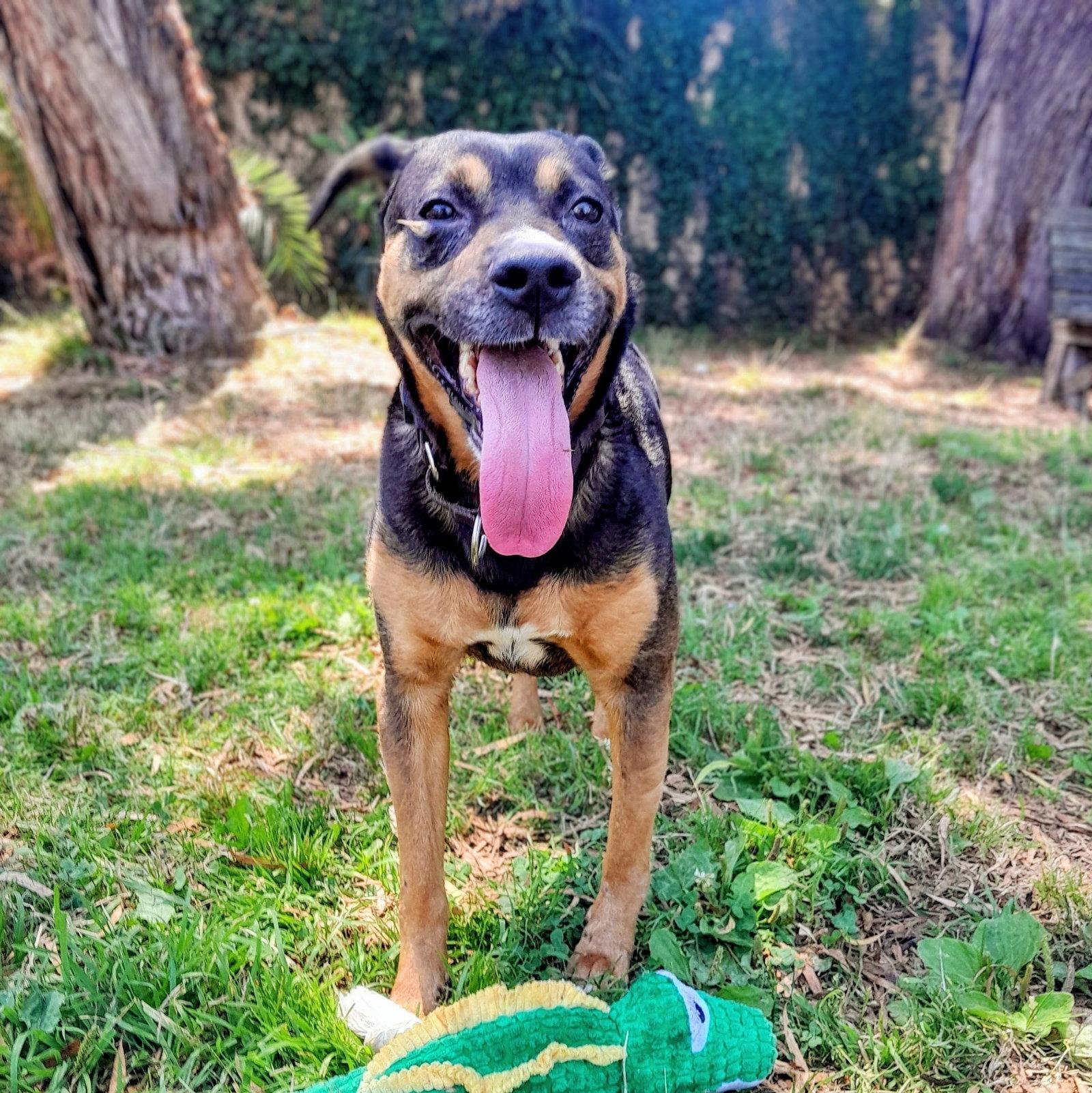 Edric, Adoptable, Adult Male Australian Cattle Dog / Blue Heeler.