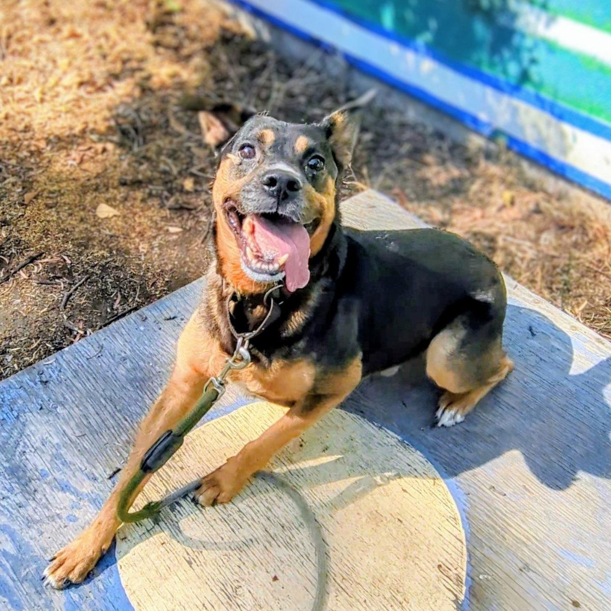 Edric, a Adoptable Australian Cattle Dog / Blue Heeler in Oakland, CA image 2/3