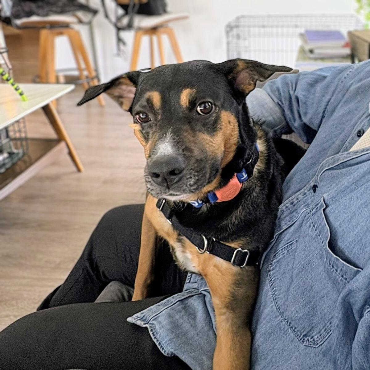Edric, a Adoptable Australian Cattle Dog / Blue Heeler in Oakland, CA image 3/3