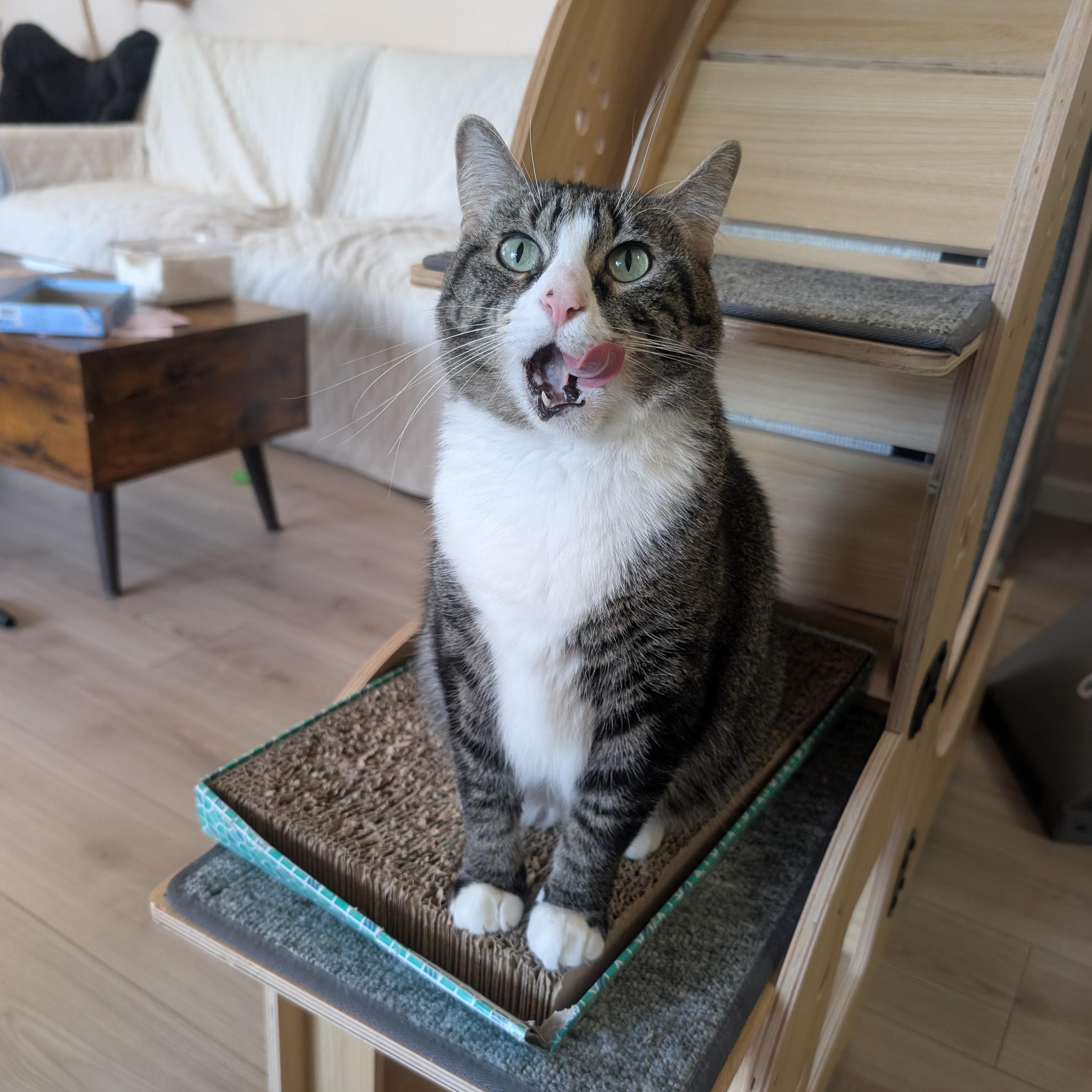 Enlarge Honeybun (Adult Female), an adopted Domestic Short Hair in San Francisco, CA image 2/3