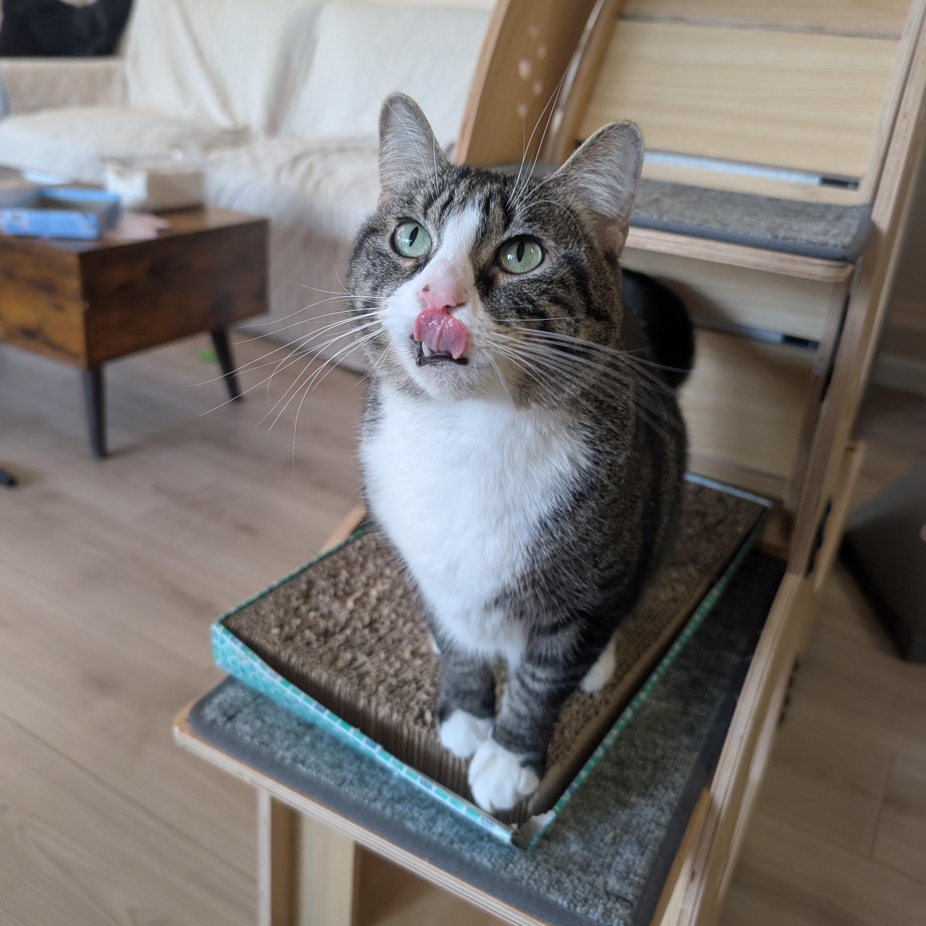 Enlarge Honeybun (Adult Female), an adopted Domestic Short Hair in San Francisco, CA image 3/3