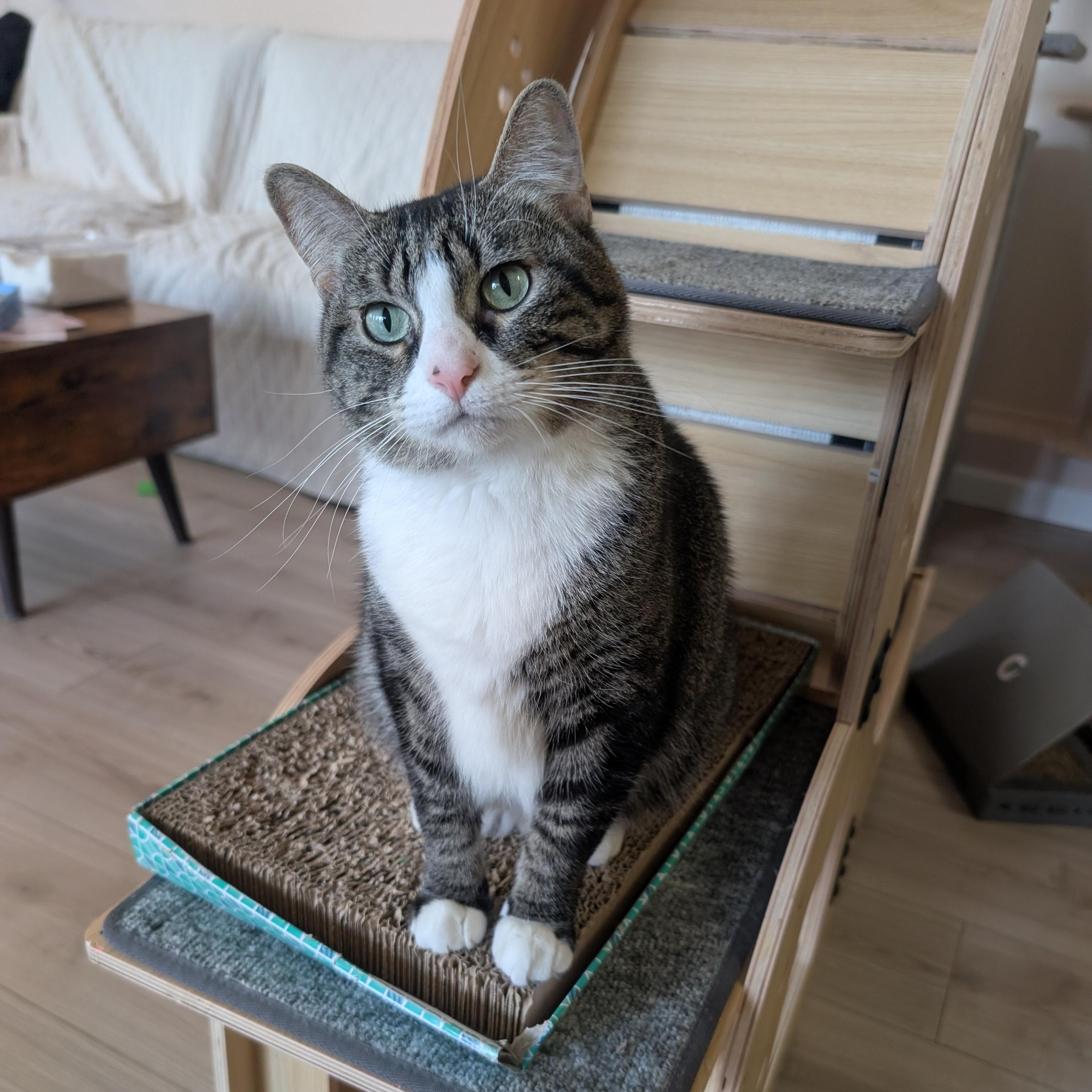 Honeybun (Adult Female), adopted, Adult Female Domestic Short Hair.