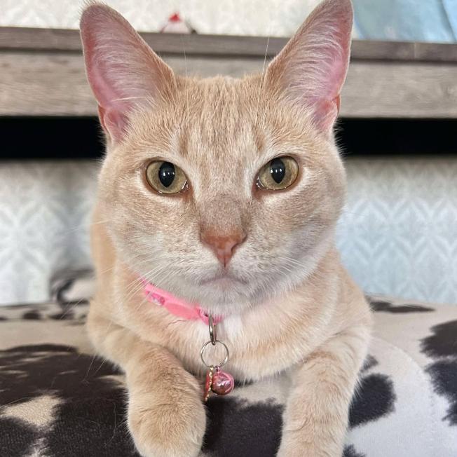 Pop, Adoptable, Adult Female Domestic Short Hair.