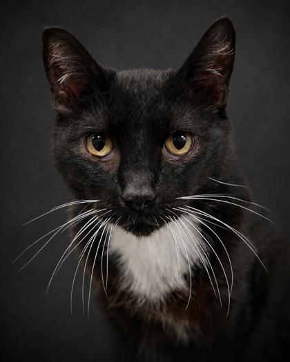 Enlarge Jag, a Adoptable mixed breed in Fresno, CA image 1/1