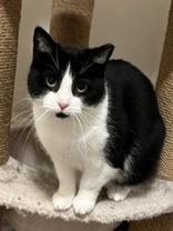 Enlarge Haze, a ADOPTABLE Domestic Short Hair in Toronto, ON image 1/1