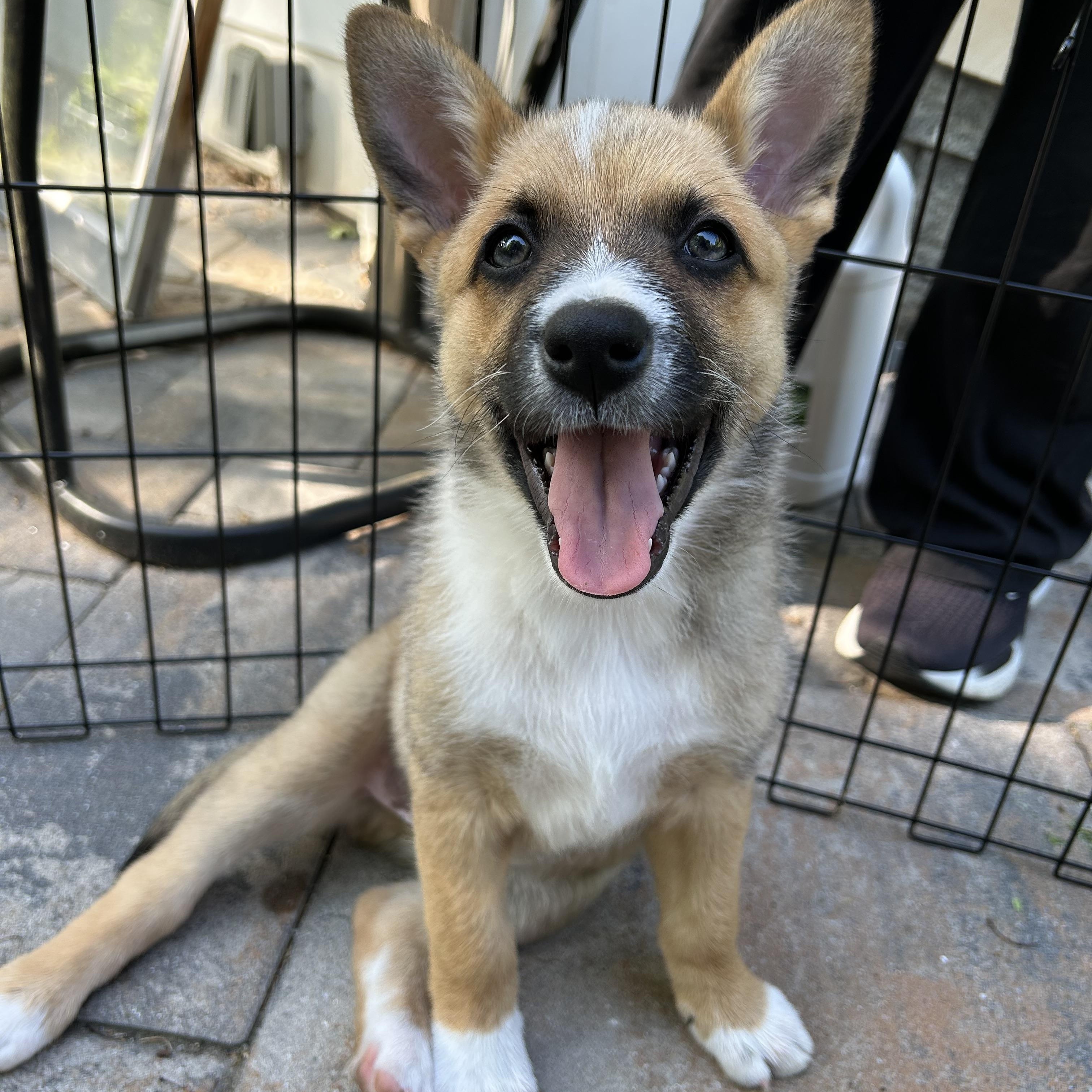 Jesse, Adoptable, Puppy Male Australian Cattle Dog / Blue Heeler.